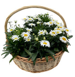 Luxury Basket of Shasta Daisy Leucanthemum - Flowers Box London