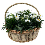 Luxury Basket of Shasta Daisy Leucanthemum - Flowers Box London