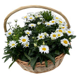 Luxury Basket of Shasta Daisy Leucanthemum - Flowers Box London