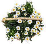 Luxury Basket of Shasta Daisy Leucanthemum - Flowers Box London