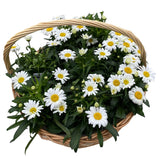 Luxury Basket of Shasta Daisy Leucanthemum - Flowers Box London