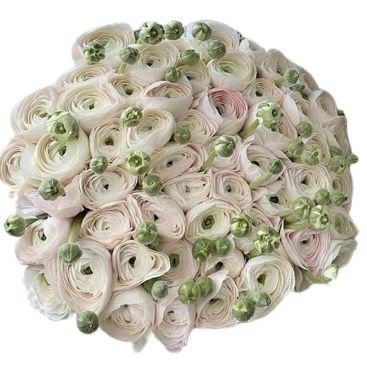 Luxury Bouquet of Hanoi Pale Pink Ranunculus - Flowers Box London