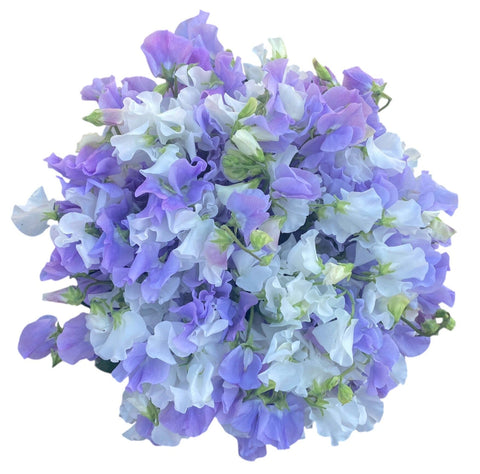 Luxury Bouquet of Lavender and White Sweet Pea