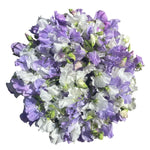 Luxury Bouquet of Lavender and White Sweet Pea
