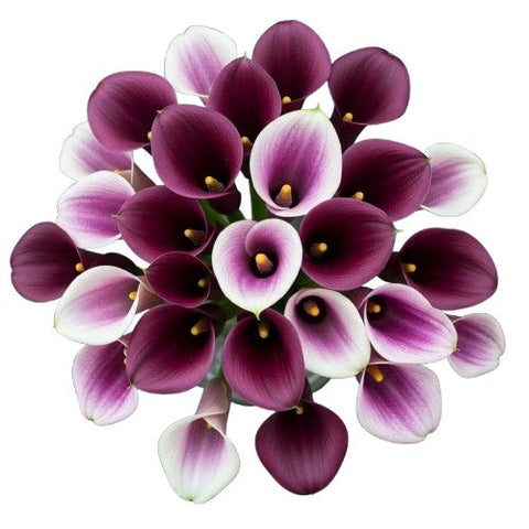 Luxury Bouquet of Purple and Two-Tone Picasso Calla Lily
