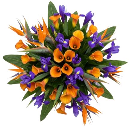 Luxury Bouquet of Strelitzia and Calla Lily with Blue Iris