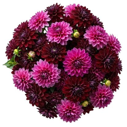 Luxury Burgundy and Cerise Dahlia Bouquet