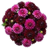 Luxury Burgundy and Cerise Dahlia Bouquet - Flowers Box London