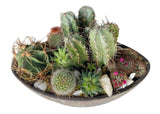 Luxury Cacti Arrangement in Ceramic Oval Pot - Flowers Box London