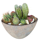 Luxury Cacti Arrangement in Ceramic Oval Pot - Flowers Box London