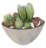 Luxury Cacti Arrangement in Ceramic Oval Pot - Flowers Box London