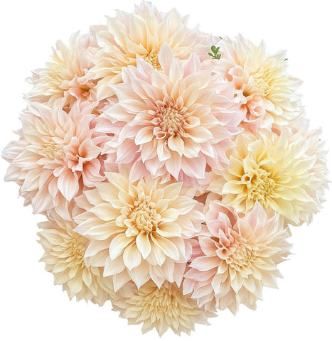 Luxury Cafe au Lait Dhalia Bouquet - Flowers Box London