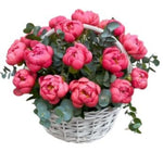 Luxury Coral Peonies with Eucalyptus Basket - Flowers Box London