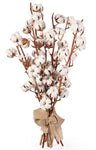 Luxury Cotton Stems – Natural & Timeless Arrangement - Flowers Box London