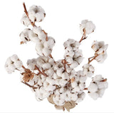 Luxury Cotton Stems – Natural & Timeless Arrangement - Flowers Box London