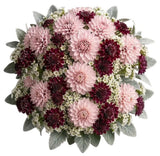 Luxury Dahlia Bouquet with Scabiosa and Wax Flowers Bouquet - Flowers Box London