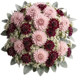 Luxury Dahlia Bouquet with Scabiosa and Wax Flowers Bouquet - Flowers Box London