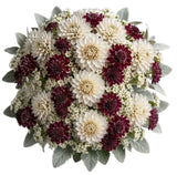 Luxury Dahlia Bouquet with Scabiosa and Wax Flowers Bouquet - Flowers Box London