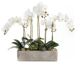 Luxury Designe of Phalaenopsis Orchids with Succulent in Cement Pot - Flowers Box London