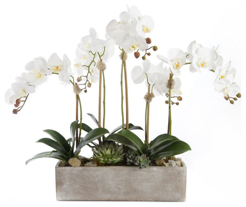 Luxury Designe of Phalaenopsis Orchids with Succulent in Cement Pot - Flowers Box London