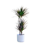 Luxury Dracaena Marginata - Flowers Box London