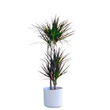 Luxury Dracaena Marginata - Flowers Box London