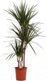 Luxury Dracaena Marginata