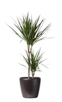 Luxury Dracaena Marginata