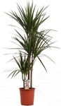 Luxury Dracaena Marginata - Flowers Box London
