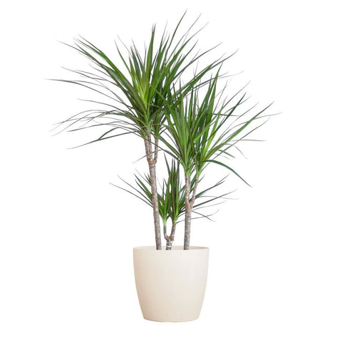 Luxury Dracaena Marginata - Flowers Box London
