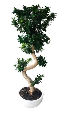Luxury Ficus Ginseng (Bonsai) 150cm