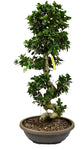 Luxury Ficus Ginseng (Bonsai) 150cm