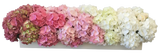 Luxury Gradient Hydrangea Box - Flowers Box London
