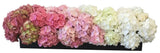 Luxury Gradient Hydrangea Box - Flowers Box London