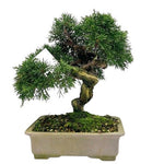 Luxury Juniperus Chinensis Bonsai