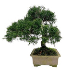 Luxury Juniperus Chinensis Bonsai - Flowers Box London
