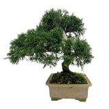Luxury Juniperus Chinensis Bonsai - Flowers Box London