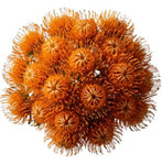 Luxury Leucospermum Exotic Bouquet
