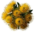 Luxury Leucospermum Exotic Bouquet