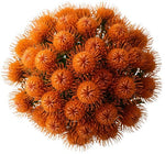 Luxury Leucospermum Exotic Bouquet