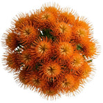 Luxury Leucospermum Exotic Bouquet
