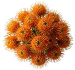 Luxury Leucospermum Exotic Bouquet - Flowers Box London