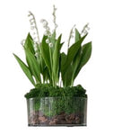 Luxury Lily of Valley Arrangement in Glass Cylinder Pot