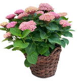 Luxury Magical Revolution Hydrangea Plant in Basket - Flowers Box London