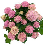 Luxury Magical Revolution Hydrangea Plant in Basket - Flowers Box London