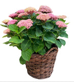 Luxury Magical Revolution Hydrangea Plant in Basket - Flowers Box London