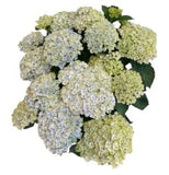 Luxury Magical Revolution Hydrangea Plant in Basket - Flowers Box London