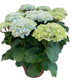 Luxury Magical Revolution Hydrangea Plant in Basket - Flowers Box London