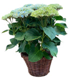 Luxury Magical Revolution Hydrangea Plant in Basket - Flowers Box London