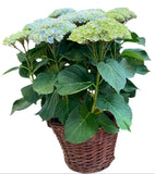 Luxury Magical Revolution Hydrangea Plant in Basket - Flowers Box London
